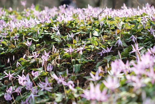 山の斜面一面に咲く薄紫色のかたくりの花